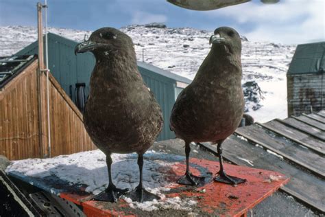 Skua - South Polar - Antarctica fact file birds