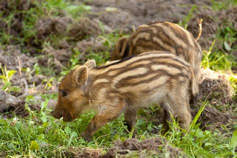 Wild Boar Piglets Free Stock Photo - Public Domain Pictures