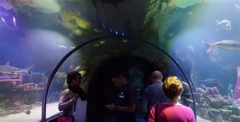 First Look of the All-New Shreveport Aquarium - Now Open