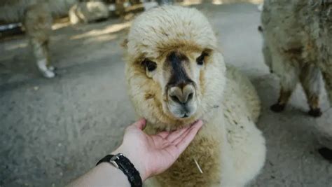 400+ Catchy Alpaca Names For Your Woolly Friend 2024