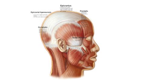 Scalp Muscles Anatomy