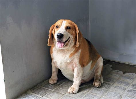 Best Food for Overweight Dogs: What Really Works