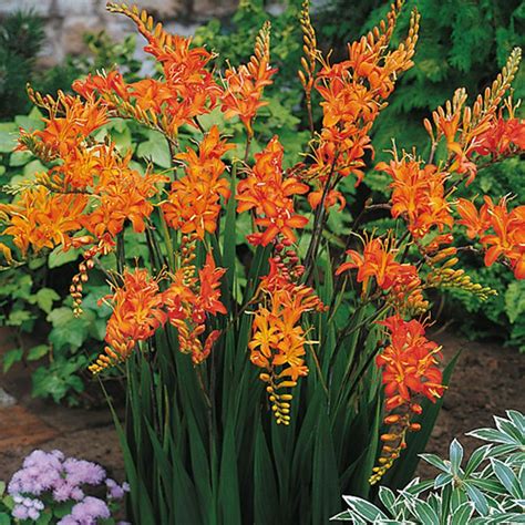 Van Bourgondien Crocosmia Masoniorum Bulbs (25-Pack)-01610 - The Home Depot