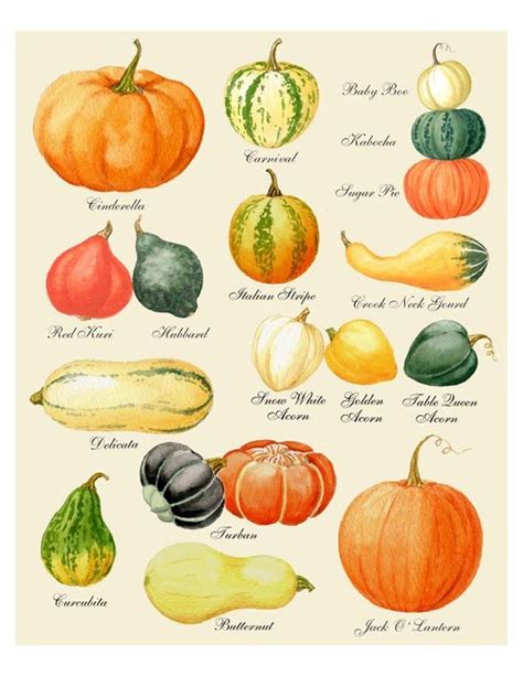 Pumpkin Varieties Chart Harvest Pumpkin by TheCuriousKitchen