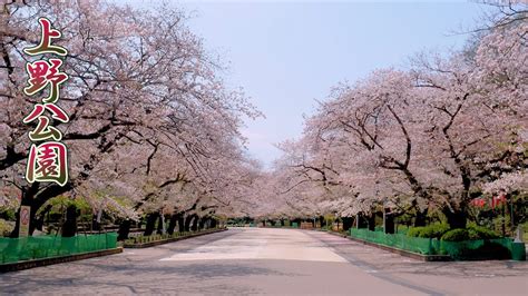 TOKYO. Ueno Park Looks almost deserted despite Flowers in full bloom amid coronavirus crisis.#4K ...