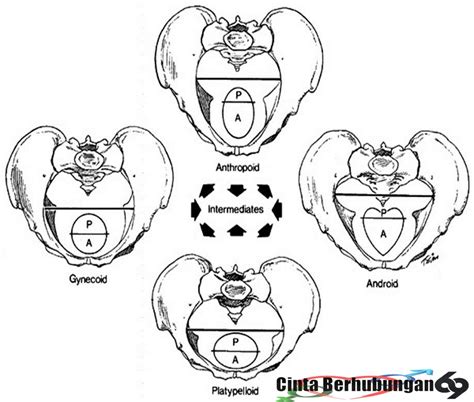 ANATOMI PINGGUL WANITA PEMBENTUK, FUNGSI DAN JENISNYA | Cinta Berhubungan 69