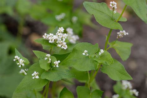 Our Guide to Growing Buckwheat: Plant Care Tips, Varieties, and More