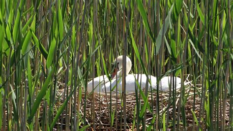 Swan Nest Brood Swan'S - Free photo on Pixabay - Pixabay