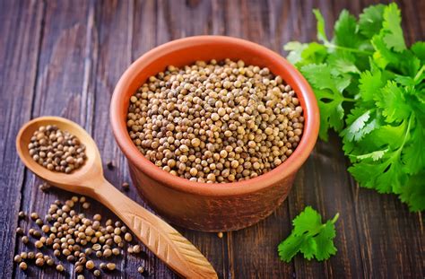 Coriander | Definition, History, Uses, Seeds, Leaves, & Facts | Britannica