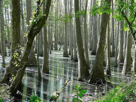 Great Dismal Swamp National Wildlife Refuge (Suffolk) - Aktuelle 2020 ...