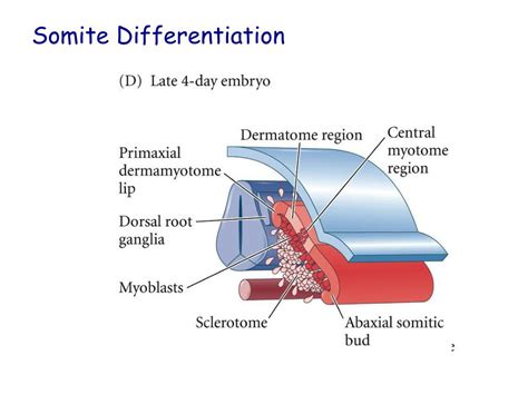 PPT - Paraxial and Intermediate Mesoderm PowerPoint Presentation, free ...