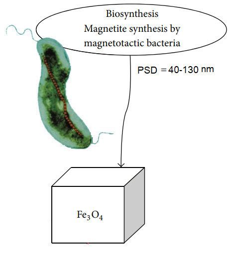 Proposed a schematic pathway of bio-synthesis of magnetite and their... | Download Scientific ...