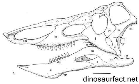 Desmatosuchus Skeleton