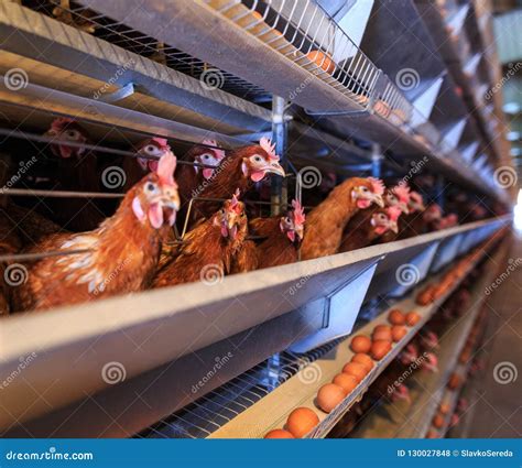 Factory Chicken Egg Production. Red Chickens are Seated in Special Cages. Linear Perspective ...