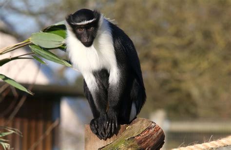 Roloway Monkeys at Yorkshire Wildlife Park