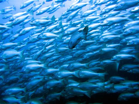 Diving at the SS Yongala | 4hours1000places.com