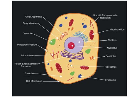 A Labeled Diagram of the Animal Cell and its Organelles Animal Cell Drawing, Animal Cell Anatomy ...