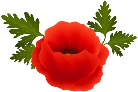 Poppy clipart, Poppy Transparent FREE for download on WebStockReview 2024