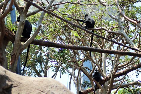 Francois' Langur Enclosure - ZooChat