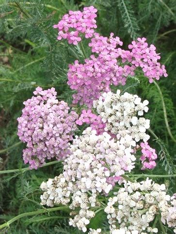 Yarrow Tea - The Herbal Bandage