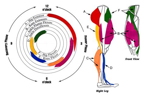 Leg Muscles Used in the Cycling Pedal Stroke - SkyAboveUs