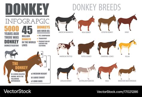 Donkey Breed Chart