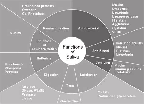 Functions of saliva. (Adapted from: Levine MJ, Am NY Acad Sci 1993 ...