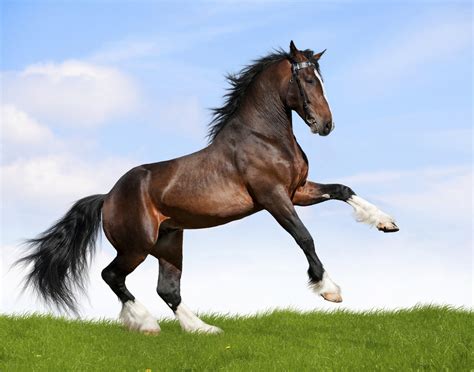 27 Stock Photos Of Horses That Will Restore Your Faith In Horses | HuffPost