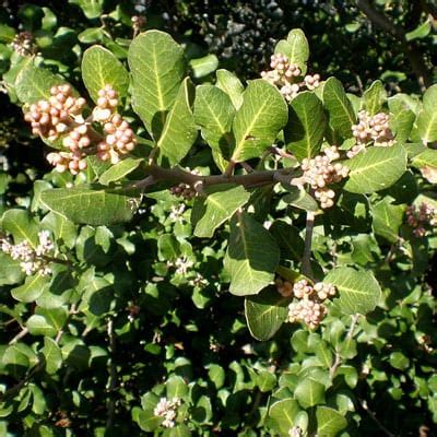 Wholesale Seeds - RHUS Integrifolia, Sourberry - Mistletoe Carter Seeds