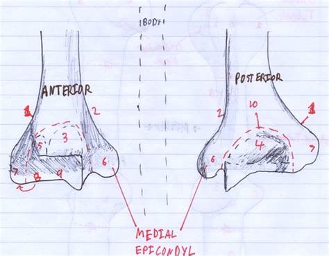 Distal end of the Humerus | This was a drawing I did early i… | Flickr
