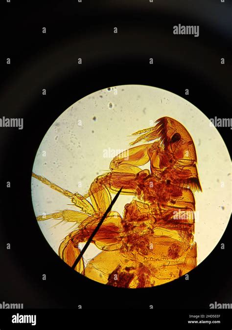 Flea. Fixed micropreparation of a flea under the magnification of an ...