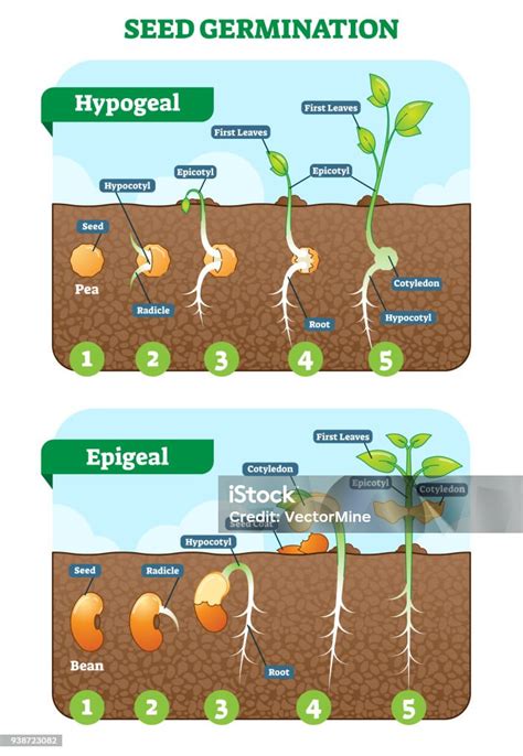 Tohum Çimlenme Çapraz Bölüm Vektör Çizim Aşamasında Hypogeal Ve Epigeal ...