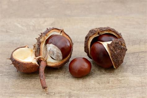 How to Preserve Buckeye Nuts | Buckeye nut, Buckeye crafts, Buckeye tree