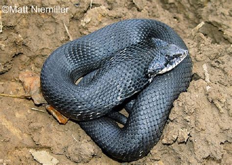 Eastern Hognose Snake Venom