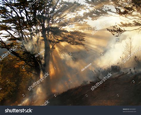 Smoke Coming Forest Fire Stock Photo 90332851 | Shutterstock