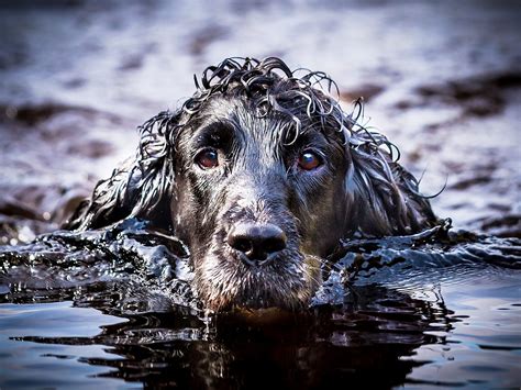 Dog Photography Huddersfield - Only Dogs and Horses Photography