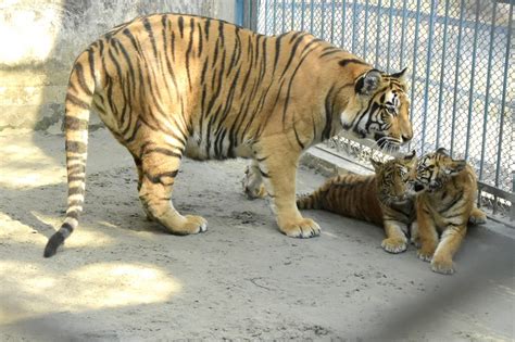 Bangladeshi zoo welcomes Bengal tiger cubs in Year of Tiger-Xinhua