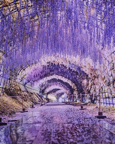 Can’t Get Enough Of The Sakura Season? Japan’s Wisteria Is Just As ...