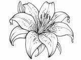Tiger Lily Flower Coloring Wonder  Coloring Page sketch template