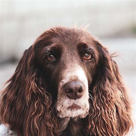 Are French Spaniels Smart Dogs