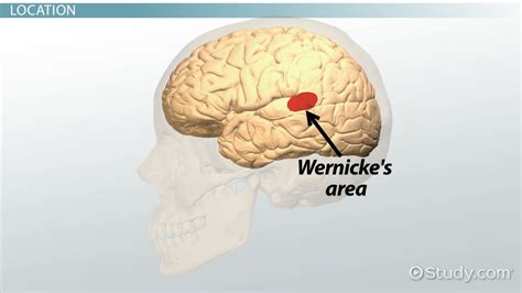 Brocas and Wernickes Areas | Function & Location - Video & Lesson ...