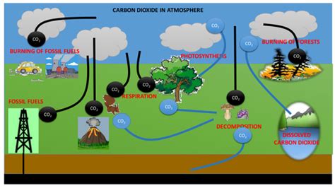 The Carbon Cycle with animation | Teaching Resources