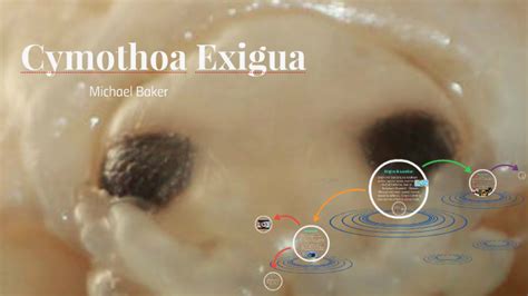 Cymothoa Exigua by Michael Baker on Prezi