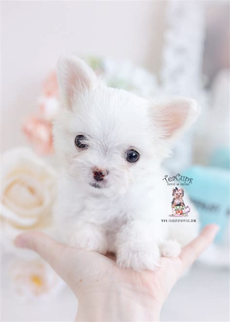 PomChi Puppy #391 | Teacup Puppies & Boutique