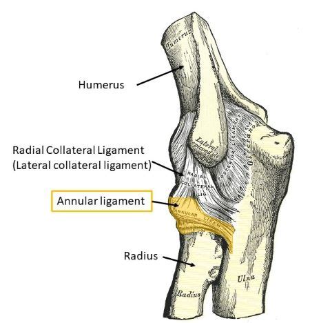 The _____ ligament in the elbow joint surrounds the head of the radius allowing it to rotate ...