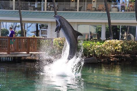 Dolphin Quest (Oahu) - 2019 All You Need to Know BEFORE You Go (with ...