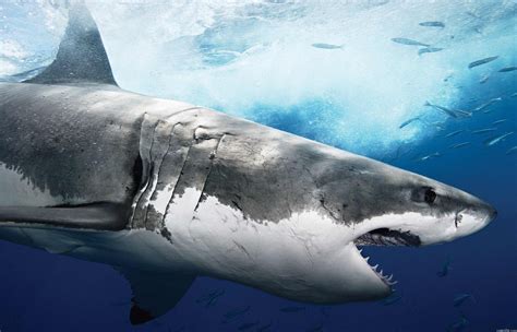 Shark HD Wallpapers - Wallpaper Cave