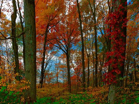 Fall in the woods. Photograph by Gene Camarco - Fine Art America