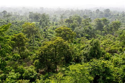 What is a Rainforest? | Rainforest Alliance