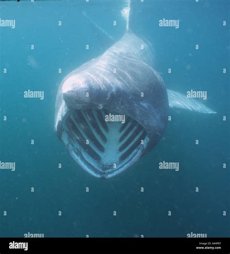 basking shark feeding in the UK Stock Photo - Alamy